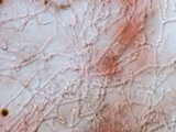 Resupinatus taxi image