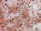 Resupinatus taxi image