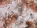 Resupinatus taxi image