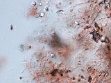 Resupinatus taxi image