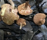 Chalciporus rubritubifer image
