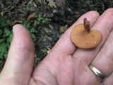 Chalciporus rubritubifer image