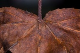 Ambarignomonia petiolorum image