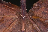 Ambarignomonia petiolorum image