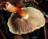 Pholiota communis image
