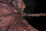 Ambarignomonia petiolorum image