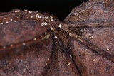 Ambarignomonia petiolorum image