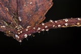 Ambarignomonia petiolorum image