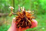 Marasmiellus praeacutus image