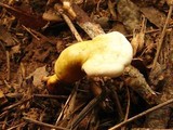Ganoderma curtisii image