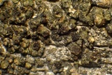 Lecanora saligna image