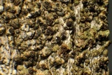 Lecanora saligna image