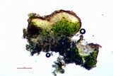 Lecanora saligna image