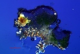 Lecanora saligna image