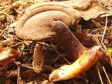 Ganoderma curtisii image