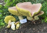 Boletus miniato-olivaceus image