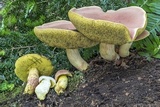Boletus miniato-olivaceus image