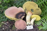 Boletus miniato-olivaceus image