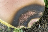 Boletus miniato-olivaceus image