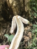 Coprinopsis variegata image