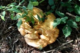 Laetiporus cincinnatus image