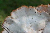 Laetiporus cincinnatus image