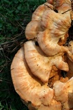 Laetiporus cincinnatus image
