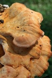 Laetiporus cincinnatus image