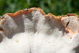 Laetiporus cincinnatus image