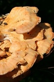 Laetiporus cincinnatus image