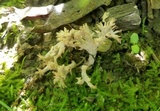 Clavulina coralloides image
