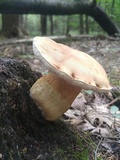 Tylopilus felleus image