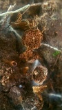 Coltriciella dependens image