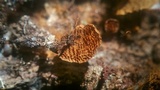 Coltriciella dependens image