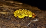 Ionomidotis fulvotingens image