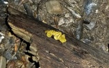 Ionomidotis fulvotingens image