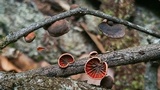 Anthracophyllum lateritium image