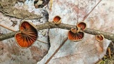 Anthracophyllum lateritium image