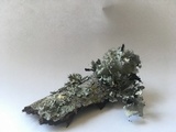 Parmotrema reticulatum image
