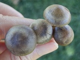 Panaeolus subbalteatus image