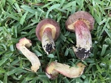 Boletus patrioticus image