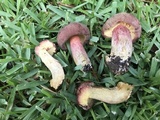 Boletus patrioticus image