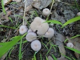 Laccaria amethystina image