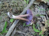 Laccaria amethystina image