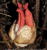 Clathrus archeri image