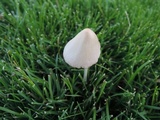 Conocybe apala image