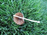 Conocybe apala image