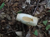 Russula inopina image