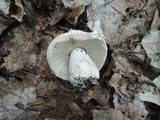 Russula inopina image