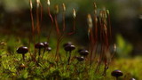 Psilocybe montana image